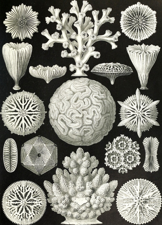 Hexacoralla, Ernst Haeckel, Kunstformen der Natur, Leipzig und Wien 1904. 