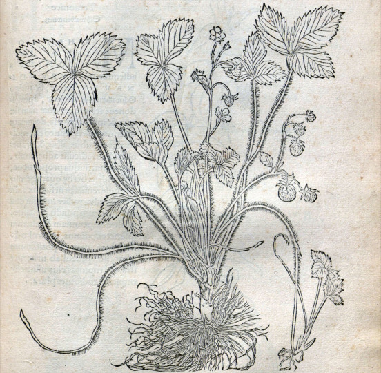 Poziomka, Otto Brunfels, Herbarum vivae eicones ad naturae imitationem..., Argentorati: Apud Joannem Schottum,1532-1536.