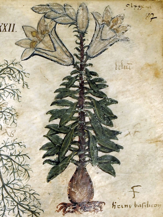 Lilia biała (Lilium candidum), Dioscurides Neapolitanus, Biblioteca Nazionale di Napoli, Ms. ex-Vind. Gr. 1, fol. 87r.