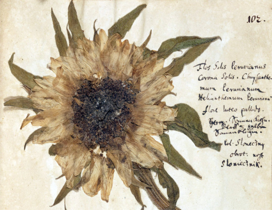 Kwiat słonecznika oraz jego łacińskie, niemieckie i polskie nazwy. Zielnik Helwinga, tom II, ok. 1695-1705.
