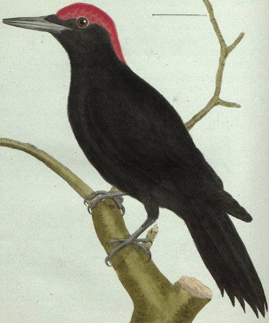 Buffon, Histoire naturelle des oiseaux, t. VII, A Paris : de l'imprimerie royale, 1783.
