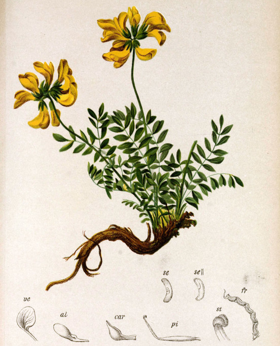 Konikleca czubata, Anton Hartinger, Karl Wilhelm von Dalla Torre, Atlas der Alpenflora, Wien 1882.