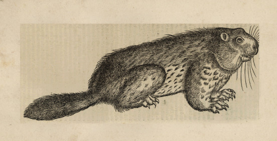 Świstak. Conrad Gesner, Conradi Gesneri medici Tigurini Historiae animalium, Tigvri 1551.