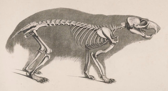 Arctomys Marmota. Christian Heinrich Pander, Die Vergleichende Osteologie, Bonn 1821.