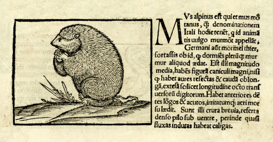 Drzeworyt uznawany za pierwszą rycinę przedstawiającą świstaka, Sebastian Münster, Cosmographiae uniuersalis, Bazylea 1552.