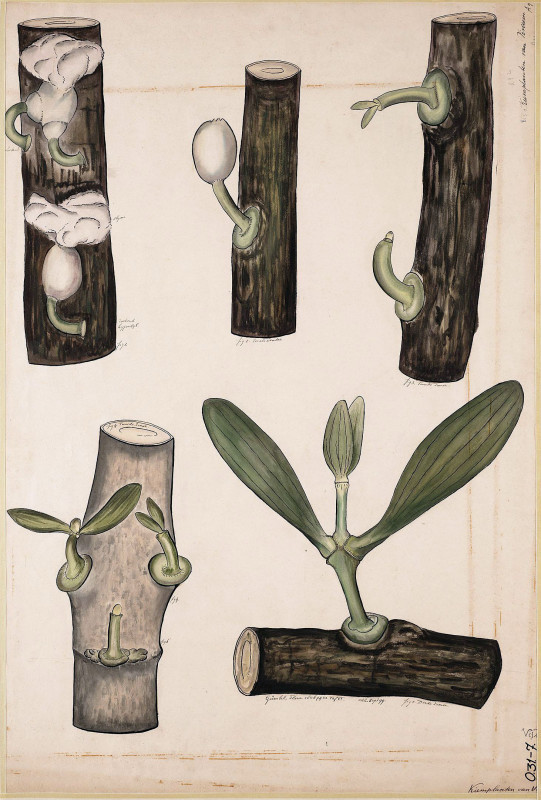 Rozwój jemioły, tablica botaniczna autorstwa C. B. van der Zeijde, ok. 1899 (ze zbiorów Uniwersytetu w Amsterdamie).
