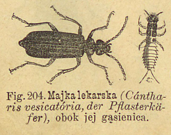 Pryszczel lekarski. Maksymilian Nowicki, Zoologia dla niższych klas szkół średnich, Kraków 1890.
