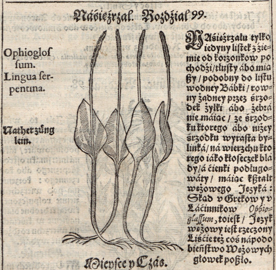 Nasięźrzał, Szymon Syreński, Zielnik herbarzem z ięzyka łacinskiego zowią..., Cracoviae : (w Drukarni Bazylego Skalskiego, III) 1613.