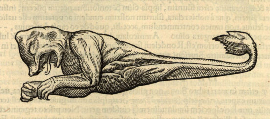 Simia marina – małpa morska. Konrad Gesner, Historiae animalium liber IIII qui est de piscium et aquatilium animantium natura..., Tigvri : apvd Christoph. Froschovervm, [post 5 VIII] 1558.