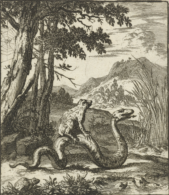 Żaba na grzbiecie węża, Jan Luyken, 1693, źródło: https://www.rijksmuseum.nl 