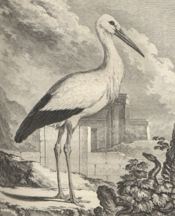 Bocian, Georges-Louis Leclerc de Buffon, Histoire naturelle des oiseaux, t. VII, Paryż 1780