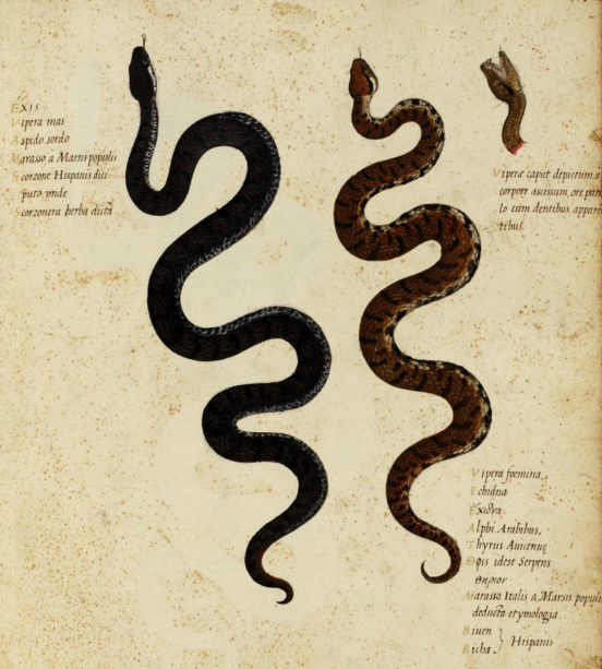 Żmije, Ulysse Aldrovandi, malunki przygotowawcze, pierwsza połowa XVII wieku, źródło: http://www.filosofia.unibo.it